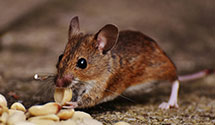 24 Hour & Emergency Exterminators in Rankin, NC